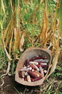 Growing Open-Pollinated Heirloom Corn Image